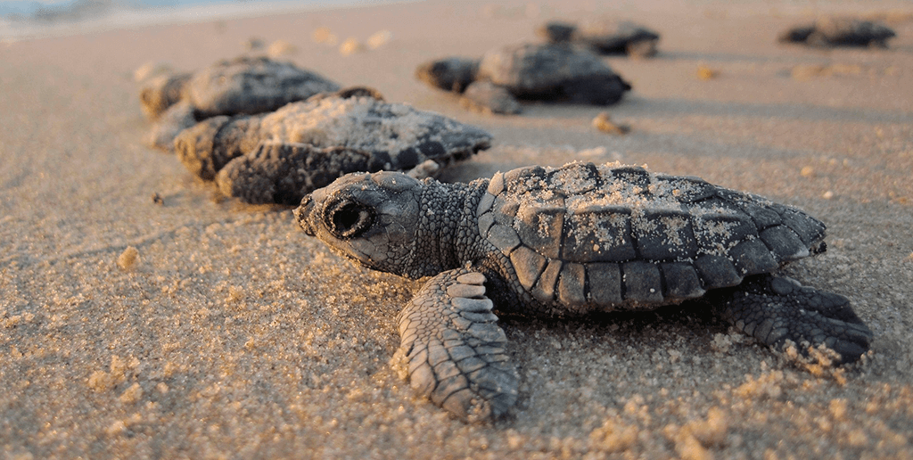 turtle hatching at royal solaris resorts beach