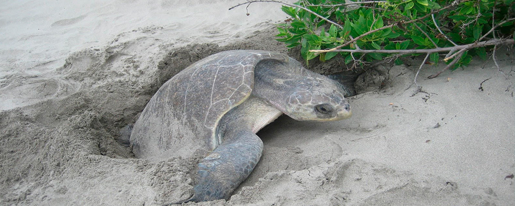 nacimiento de tortugas